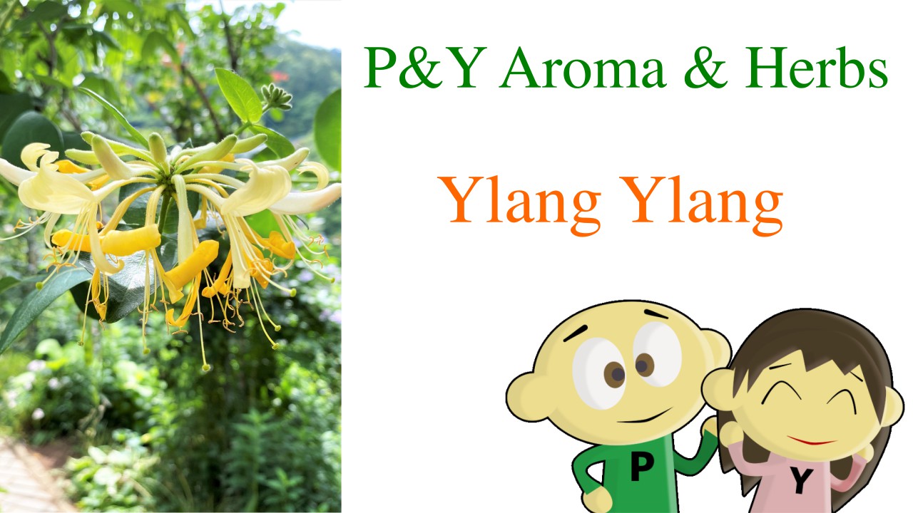 ylangylang